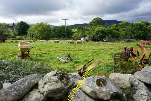 Photo 6x4 sheep and - photo, discarded