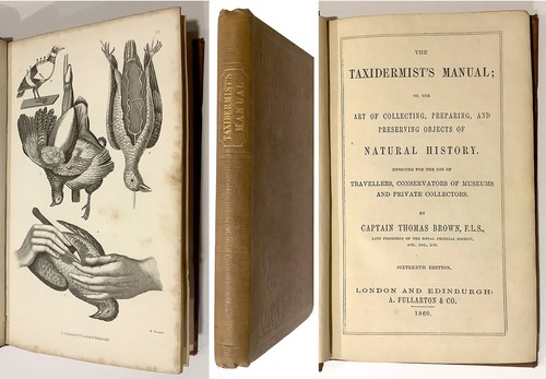 1860 the taxidermist - 1860,