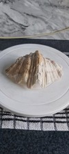 Large tridacna half - tridacna, shell