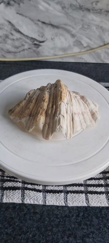 Large tridacna half clam - tridacna,