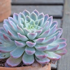 Echeveria elegans plant - , plugs