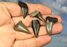 Mako Shark Teeth. Carcharodon