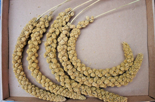 Caged bird millet sprays - caged,