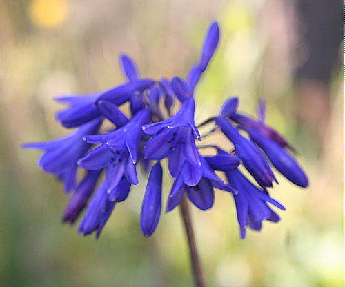 Agapanthus bressingham blue - bressingham,