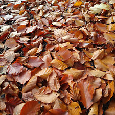 10L Organic Dried Beech Leaves