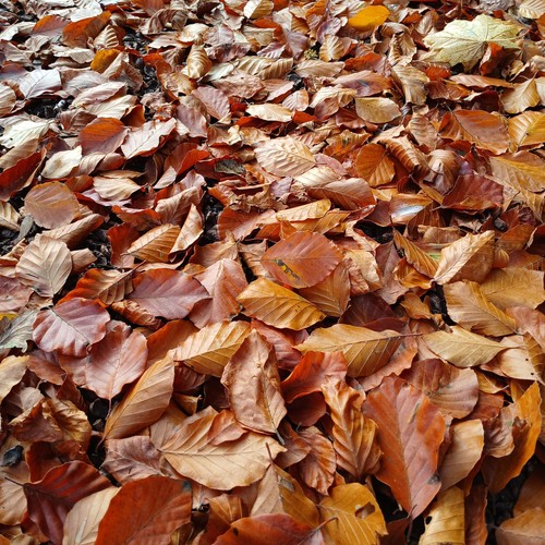 Organic dried beech - beech, leaves