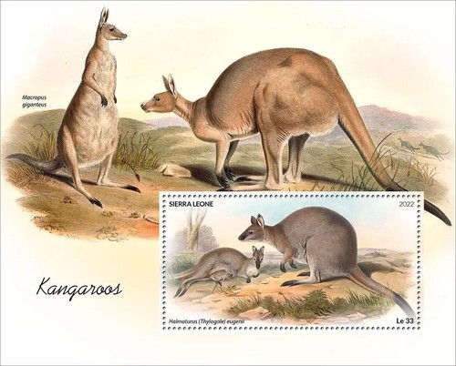 Kangaroos marsupials animals - marsupials,