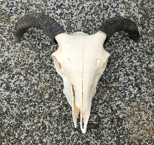 Sheep skull taxidermy art - skull,