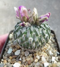 pelecyphora aselliformis own