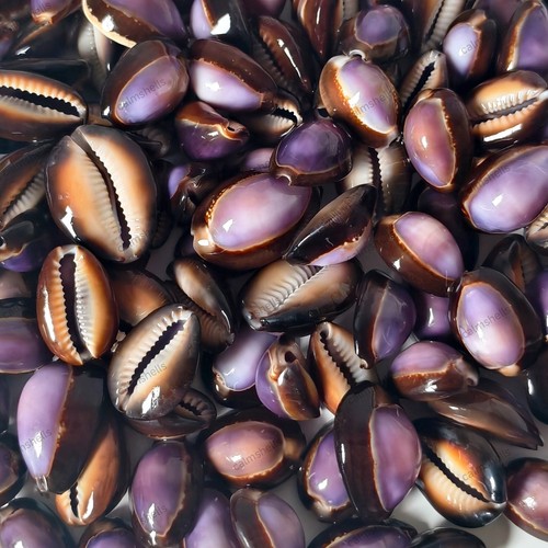 Purple cowrie shells with - purple,