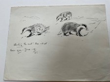 Drawing Boarbadgers in charcoal by Eileen  Soper, annotated, dated 1963 by her. 