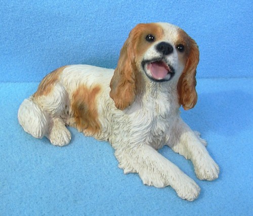 Cavalier king charles dog - king,