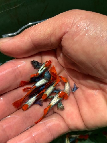 Pair live guppy fish - pair,