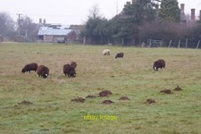 Photo 6x4 Sheep in a field in Eckington Strensham Zwartbles breed sheep i c2022
