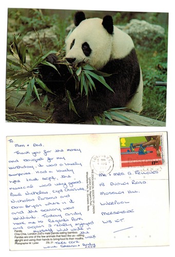 Postcard london zoo giant - postcard,