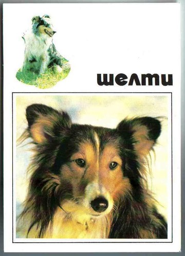 Sheltie shetland sheepdog - sheltie, /
