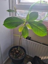 Indian Almond Catappa Leafs Tree