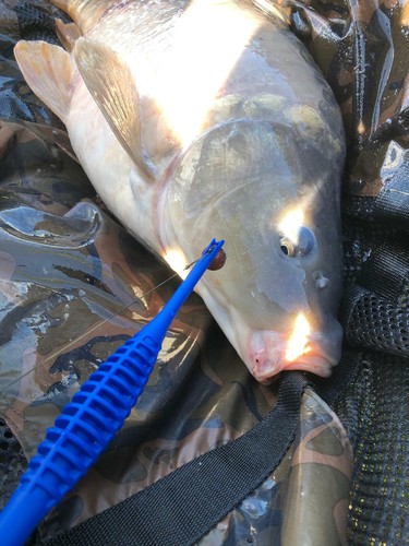 Deehooker disgorger fishing - disgorger,