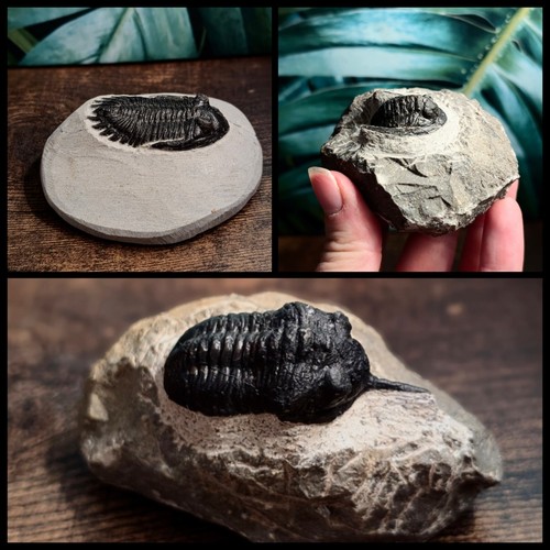 Trilobite fossil specimens - fossil, –