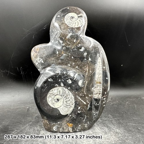 Genuine goniatite orthoceras - goniatite, &