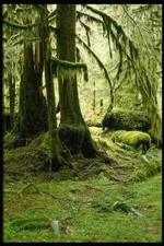 266095 Trees Of The Rain Forest A4 Photo Print