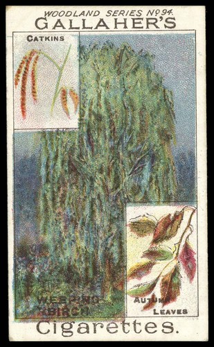 Gallaher woodland trees - gallaher,