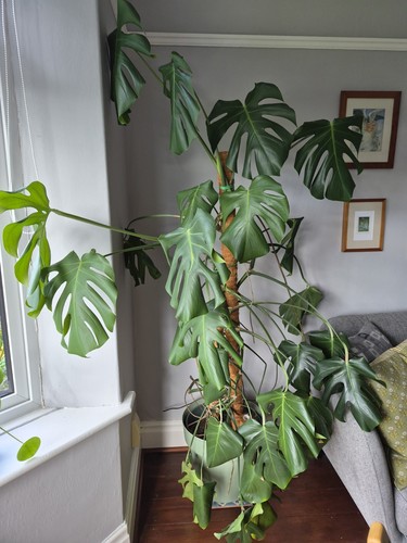 Monstera plant large indoor - monstera,