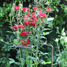 Steel Plant Supports, Spiral Design, handcrafted, ready to rust, 5 x 106cm tall