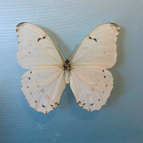 Morpho polyphemus the white - morpho,