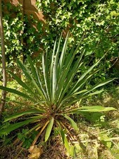 Yucca Rostrata 65cm (Pick up