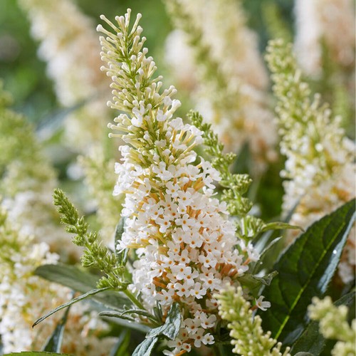 Buddleia butterfly candy - buddleia,