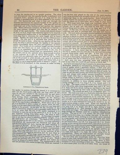 Antique old print garden - print,