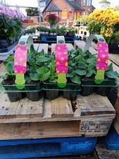 18 Pack Pink Primrose | Easy