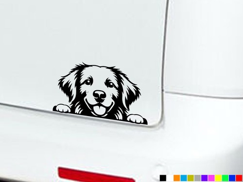 Peeking golden retriever - golden, dog