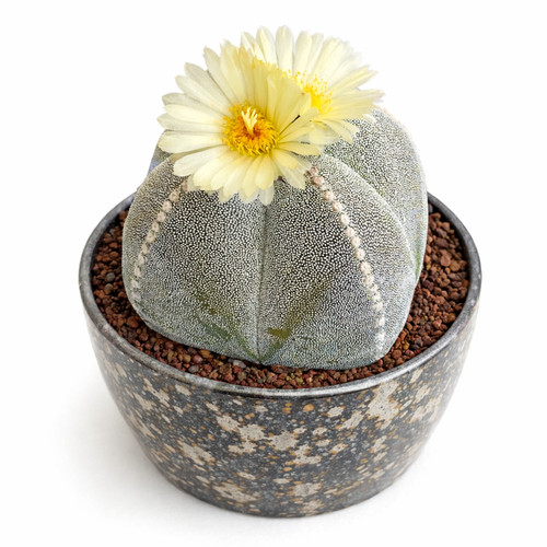 Astrophytum myriostigma var