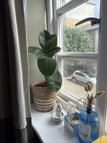 Ficus plant with pot - ,, very
