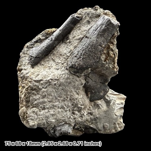 Pachystropheus rhaeticus - pachystropheus,