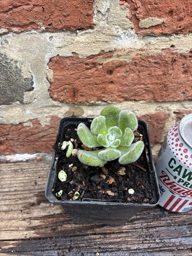 Mexican firecracker echeveria - firecracker, (echeveria