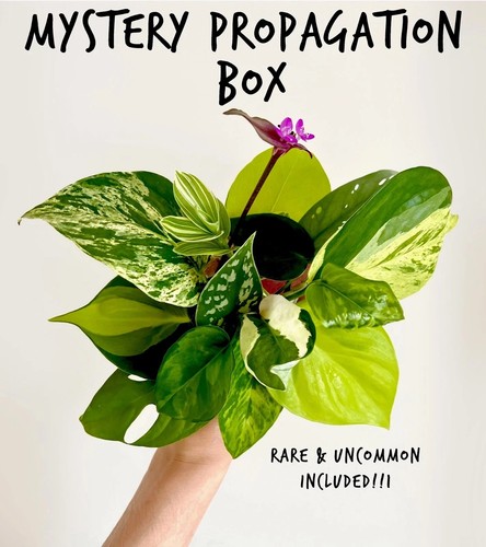 Mystery houseplant uncommon - houseplant, &