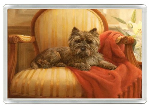 Cairn terrier dog - terrier,