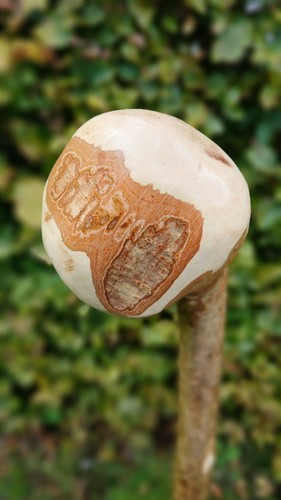 Hazel shillelagh walking stick - hazel,