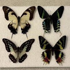 Entomology Butterfly Specimen