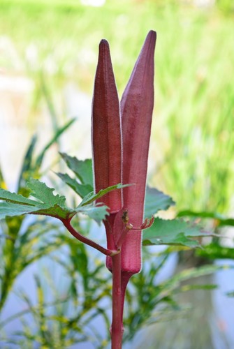 Okra burgundy plant plugs - okra, x