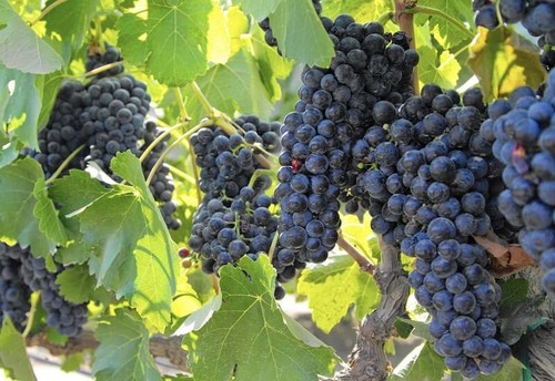Cabernet sauvignon grape - cabernet, vine-