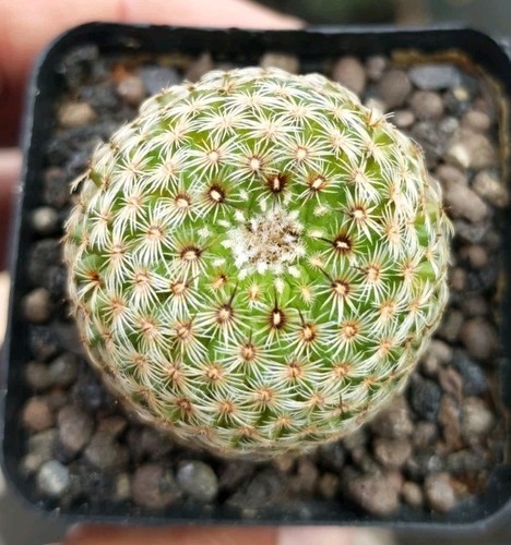 Mammillaria huitzilopochtli - mammillaria,