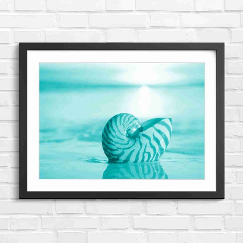 Nautilus shell sunset beach - nautilus,