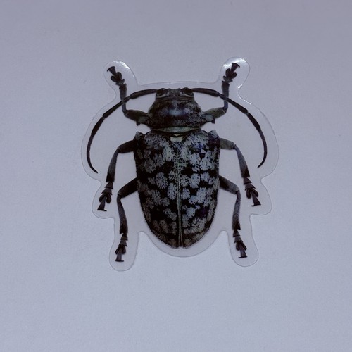 Long horn beetle - horn,