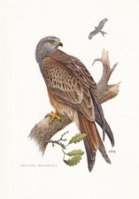 1960 RED KITE Bird Print - Vintage Wall Art - Bird Decor - 7.5 x 10.6 Inches
