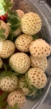 11 X Stawberry White Dream