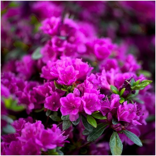 Dwarf japanese azalea japonica - dwarf,